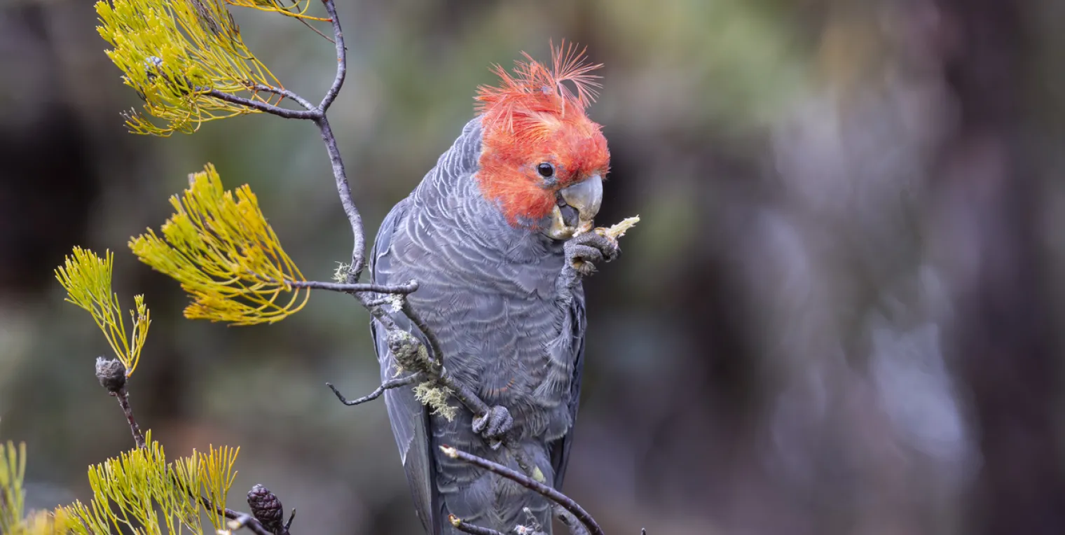 Gang-Gang Cockatoo istock.jpg