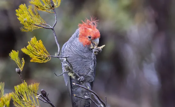 Gang-Gang Cockatoo istock.jpg